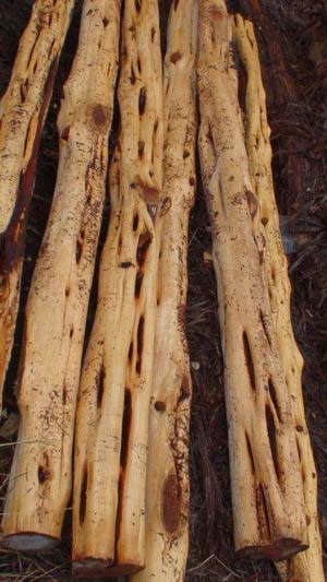 Auld Cedar Yard - Cedar Posts, CedarClearing, Cedar Fencing